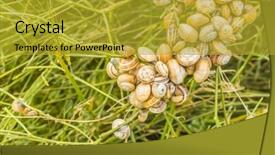  Presentation with morocco - Slide deck having pulmon - snails colony on shrub background and a  colored foreground