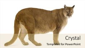  Presentation with years of service award - Audience pleasing slide deck consisting of puma 17 years - puma concolor backdrop and a yellow colored foreground