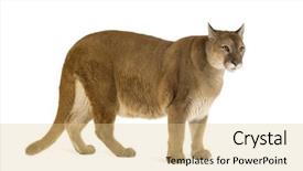  Presentation with anniversary 30 years - PPT theme featuring puma 17 years - puma concolor background and a lemonade colored foreground