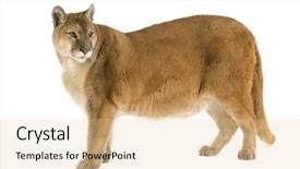  Presentation with animal - Cool new PPT layouts with puma 17 years - puma concolor backdrop and a lemonade colored foreground