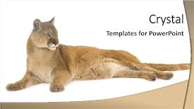  Presentation with animal - Slide deck enhanced with puma 17 years - puma concolor background and a white colored foreground