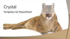  Presentation with animal - Theme enhanced with puma 17 years - puma concolor background and a white colored foreground