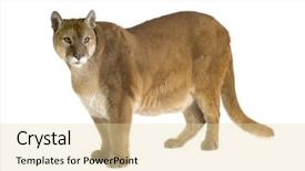  Presentation with 30 years service award - Beautiful theme featuring puma 17 years - puma concolor backdrop and a lemonade colored foreground