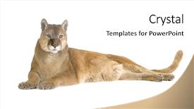  Presentation with animal - Colorful slide deck enhanced with puma 17 years - puma concolor backdrop and a white colored foreground