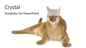  Presentation with animal - Cool new theme with puma 17 years - puma concolor backdrop and a white colored foreground