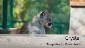  Presentation with animal - Cool new presentation theme with puma cougar portrait on green backdrop and a light gray colored foreground