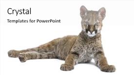  Presentation with white - Presentation design featuring puma cub - puma concolor 3 background and a white colored foreground