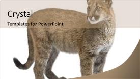  Presentation with cub boy scout oath scouts - Cool new presentation design with puma cub - puma concolor 3 backdrop and a coral colored foreground