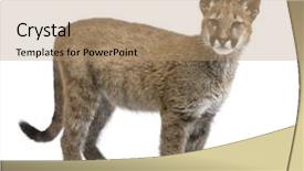  Presentation with cub boy scout oath scouts - Cool new slides with puma cub - puma concolor 3 backdrop and a coral colored foreground