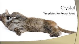  Presentation with animal - Audience pleasing presentation consisting of puma cub - puma concolor 3 backdrop and a white colored foreground