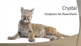  Presentation with cub boy scout oath scouts - Presentation theme featuring puma cub - puma concolor 3 background and a white colored foreground