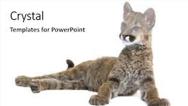  Presentation with animal - Cool new presentation with puma cub - puma concolor 3 backdrop and a white colored foreground