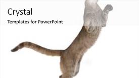  Presentation with studio - Audience pleasing PPT theme consisting of puma cub puma concolor 1 backdrop and a white colored foreground