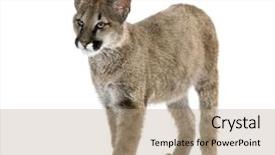  Presentation with animal - Presentation theme having puma cub puma concolor 3 background and a coral colored foreground