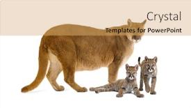  Presentation with vat value added tax isolated - Colorful PPT theme enhanced with puma-with-her-cub-puma backdrop and a yellow colored foreground