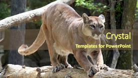  Presentation with animal - Slide deck consisting of puma background and a violet colored foreground