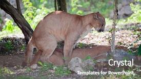  Presentation with sex - PPT theme featuring pumas at sex - in wildlife background and a  colored foreground