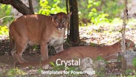  Presentation with jungle - Slide deck having pumas in wildlife background and a violet colored foreground