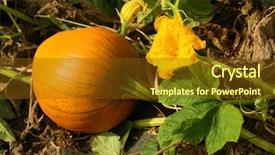  Presentation with jesus vine - Presentation theme enhanced with pumpkin and pumpkin flower growing background and a tawny brown colored foreground