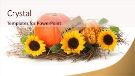  Presentation with isolated paw prints over white - Audience pleasing PPT theme consisting of pumpkin and sunflowers with card backdrop and a sky blue colored foreground