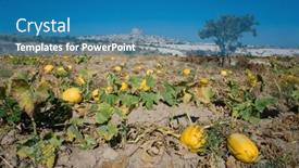  Presentation with climate - Presentation featuring pumpkin-field-with-ripe-yellow background and a teal colored foreground