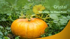  Presentation with vegetable farm - PPT layouts consisting of pumpkin-grows-in-a-farm background and a tawny brown colored foreground