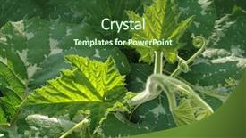  Presentation with plant - Colorful slide set enhanced with pumpkin plant - cucurbita moschata - growing backdrop and a tawny brown colored foreground