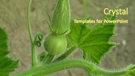  Presentation with bud - Amazing slide set having bar code scanning inventory logistics backdrop and a gray colored foreground