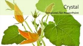  Presentation with decor - Cool new slide deck with pumpkin plant with flower decor backdrop and a yellow colored foreground