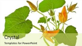  Presentation with plant agricultureagriculture - Theme consisting of pumpkin plant with flower isolated background and a yellow colored foreground