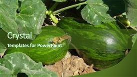  Presentation with plants growing - Slides with pumpkin plants - butternut squashes growing background and a tawny brown colored foreground
