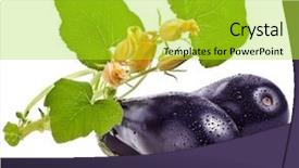  Presentation with eggplant - Colorful slide deck enhanced with pumpkin plants - fresh eggplant with leaf isolated backdrop and a yellow colored foreground