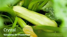  Presentation with bone marrow transplant - Audience pleasing presentation theme consisting of pumpkin plants - young marrow ripening backdrop and a tawny brown colored foreground