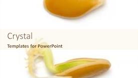  Presentation with sprout - Amazing presentation theme having pumpkin-seed-sprout-isolated backdrop and a cream colored foreground