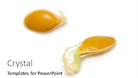  Presentation with sprout - Amazing PPT theme having pumpkin-seed-sprout-isolated backdrop and a white colored foreground
