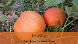  Presentation with members - Slides with pumpkin-various-pumpkins-growing background and a gold colored foreground