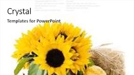  Presentation with sunflowers - Amazing PPT layouts having pumpkins and sunflowers over white with sample text backdrop and a white colored foreground