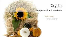  Presentation with sunflowers - Slides with pumpkins and sunflowers over white background and a  colored foreground