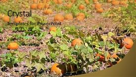  Presentation with funeral farm - PPT layouts enhanced with pumpkins going on a pumpkin background and a gold colored foreground