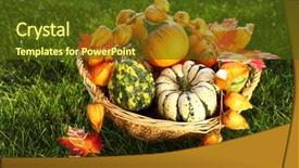  Presentation with thanksgiving - Slide deck with pumpkins in the grass for thanksgiving background and a tawny brown colored foreground