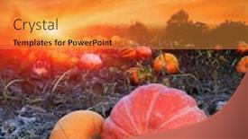  Presentation with agricultural - PPT layouts enhanced with pumpkins on agricultural field against sunset sky background and a gold colored foreground