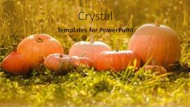  Presentation with october - Slide deck having pumpkins-on-the-grass background and a gold colored foreground