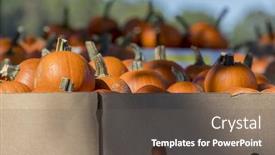  Presentation with festival - Beautiful presentation featuring pumpkins waiting to be sold for the halloween festival backdrop and a gray colored foreground