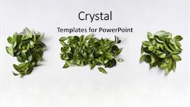  Presentation with green leaves - Slide deck having punctuation marks from green leaves background and a white colored foreground