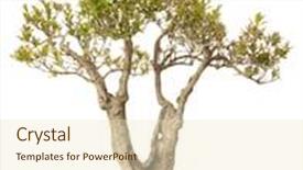  Presentation with bonsai - Cool new presentation theme with punica granatum bonsai isolated backdrop and a lemonade colored foreground