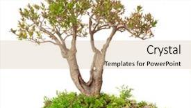  Presentation with bonsai - Amazing slides having punica granatum bonsai isolated backdrop and a soft green colored foreground