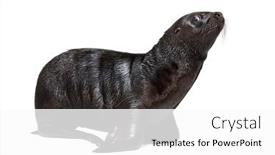  Presentation with lion - Presentation theme with pup-south-american-sea-lion background and a white colored foreground