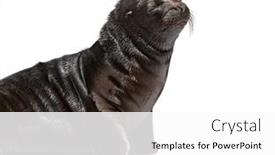  Presentation with lion - PPT theme featuring pup-south-american-sea-lion background and a white colored foreground