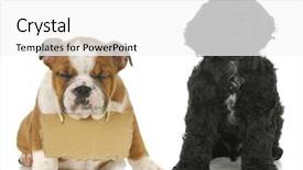  Presentation with puppy english cocker spaniel - Cool new theme with puppies - cocker spaniel and english backdrop and a white colored foreground