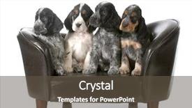  Presentation with puppy english cocker spaniel - Colorful slide set enhanced with puppies - four english cocker spaniel backdrop and a tawny brown colored foreground